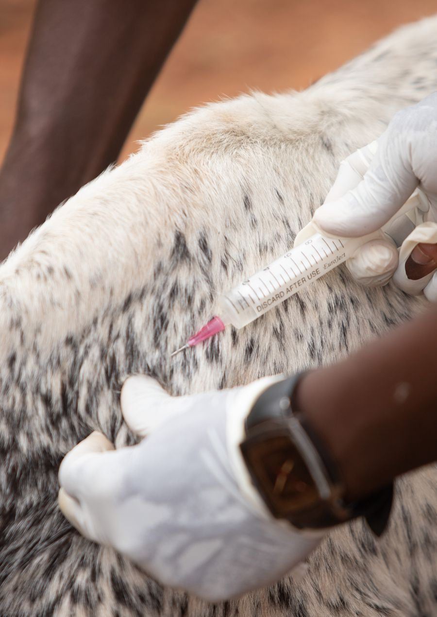 Prestador veterinario vacunando hacienda